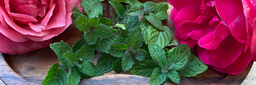 Marvelous Mint Medicine - Peppermint & Spearmint