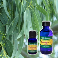 Eucalyptus Radiata Australian Essential Oil