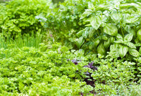 Herbal Cooking Companions
